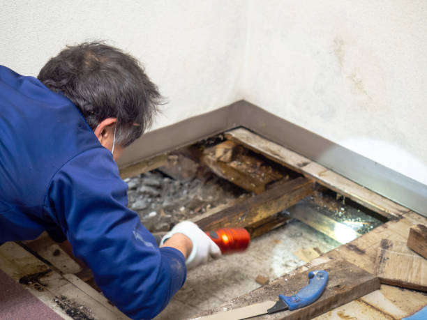 Best Black Mold Remediation in Weleetka, OK