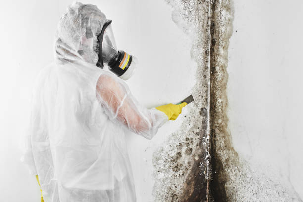 Trusted Weleetka, OK Mold Remediation Experts