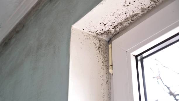 Best Mold Remediation for Schools in Weleetka, OK