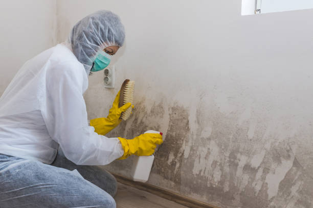 Best Industrial Mold Remediation in Weleetka, OK