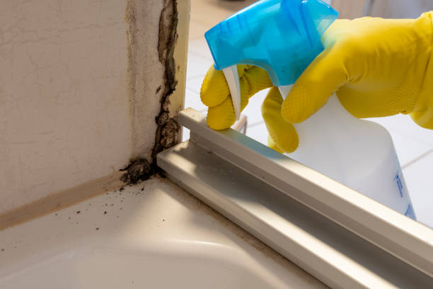 Best Localized Mold Remediation (e.g., coastal areas, humid climates) in Weleetka, OK