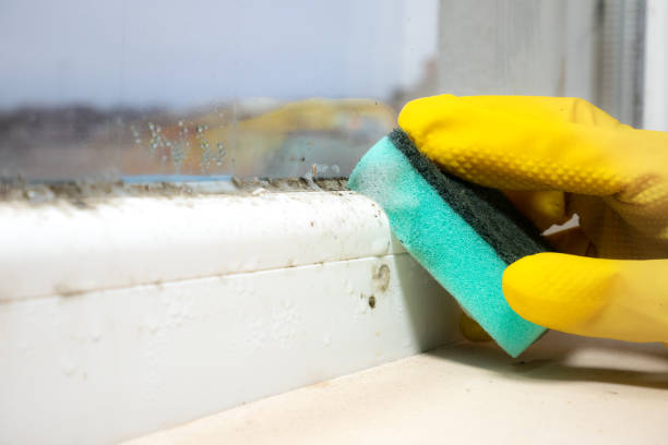 Trusted Weleetka, OK Mold Remediation Experts