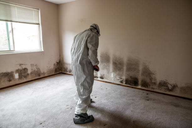 Best Health and Safety Mold Remediation in Weleetka, OK