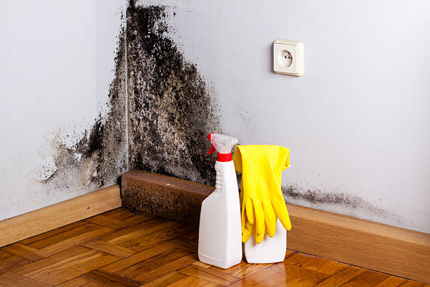 Best Emergency Mold Remediation in Weleetka, OK