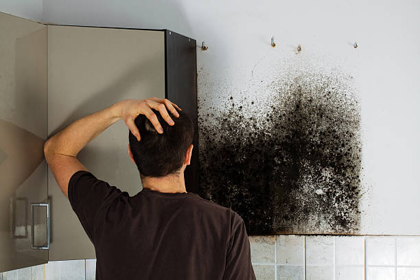 Best Preventive Mold Services in Weleetka, OK