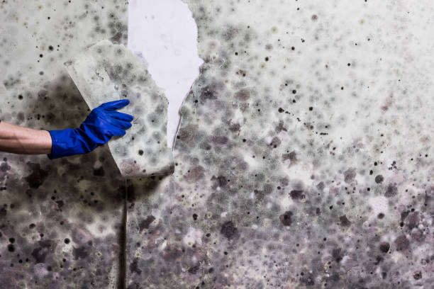  Weleetka, OK Mold Removal Pros